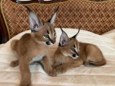playful Caracal Kittens for Sale